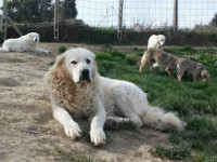 mastino abruzzese